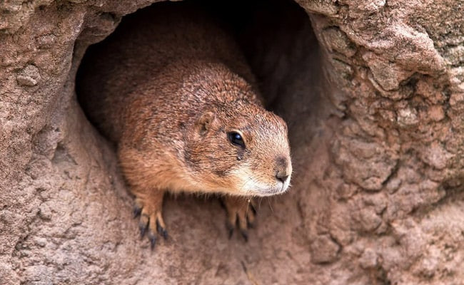 Trung Quốc tăng cường phòng ngừa sự lây lan của bệnh dịch hạch ảnh 1