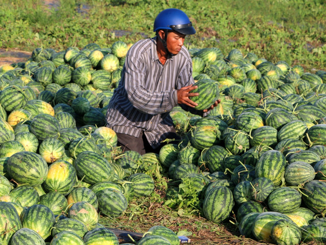 "Điệp khúc được mùa-mất giá": Nghịch lý của nông sản Việt Nam ảnh 1