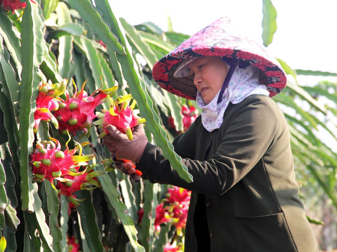 "Điệp khúc được mùa-mất giá": Nghịch lý của nông sản Việt Nam ảnh 2