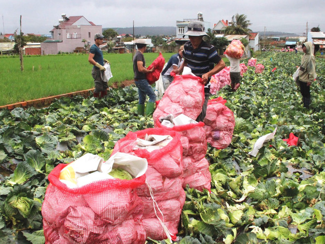 Bài 2: “Được mùa-mất giá”: Hậu quả tất yếu của nền sản xuất manh mún ảnh 3