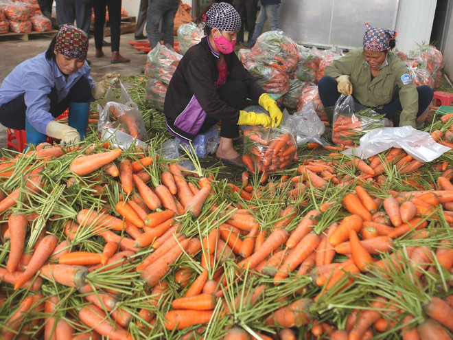 Bài 2: “Được mùa-mất giá”: Hậu quả tất yếu của nền sản xuất manh mún ảnh 1