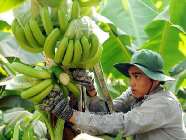 Ứng dụng nông nghiệp công nghệ cao: Thoát nỗi lo được mùa-mất giá ảnh 3