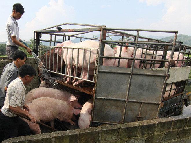 Xuất khẩu lợn sang Trung Quốc: Thị trường tiềm năng nhưng nhiều rủi ro ảnh 1