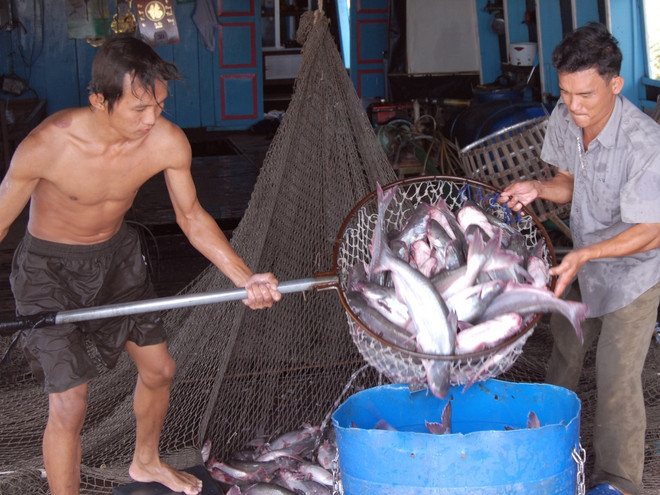 Tôm nuôi được giá, sản xuất cá tra chưa thoát khỏi khó khăn ảnh 1