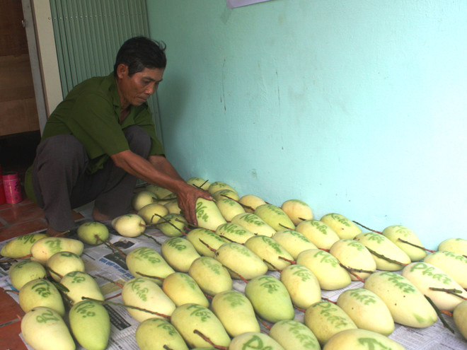 Cục Trồng trọt bác tin đồn xoài hạt nilon xuất xứ từ Trung Quốc ảnh 1