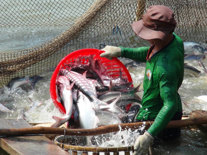 Sản xuất cá tra tiếp tục chịu lỗ, ngành tôm nuôi có nhiều thuận lợi ảnh 1