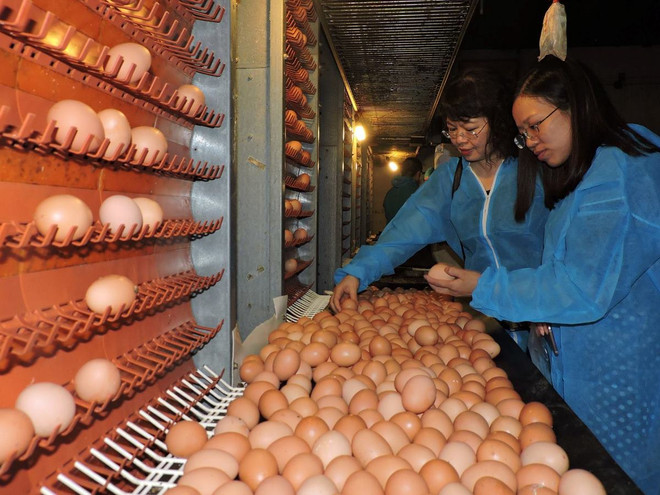 Nông nghiệp Việt loay hoay với vấn đề tích tụ đất đai cho sản xuất lớn ảnh 2