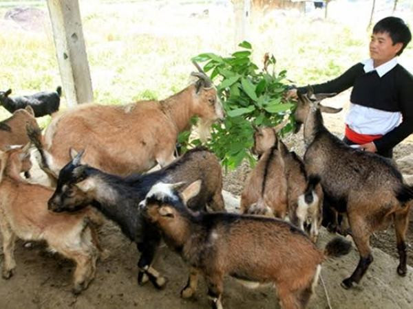 Chỉ thị 40: Đáp ứng được nhu cầu vay vốn của các đối tượng nghèo ảnh 1