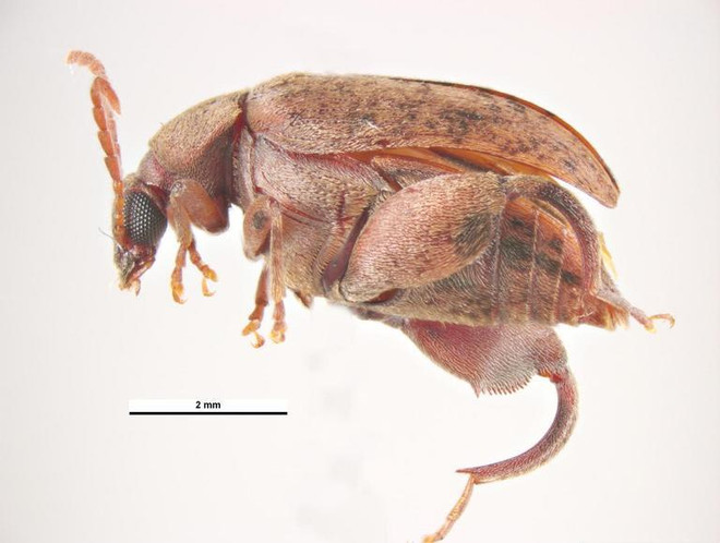 Ngừng nhập khẩu lạc nhân từ Ấn Độ do phát hiện nhiễm mọt serratus ảnh 1