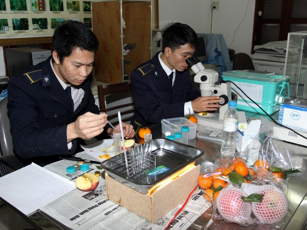 Việt Nam chưa nhập khẩu trái cây nghi nhiễm virus viêm gan A ảnh 1