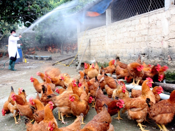 Phòng chống dịch cúm, các chủng virus cúm gia cầm lây sang người ảnh 1