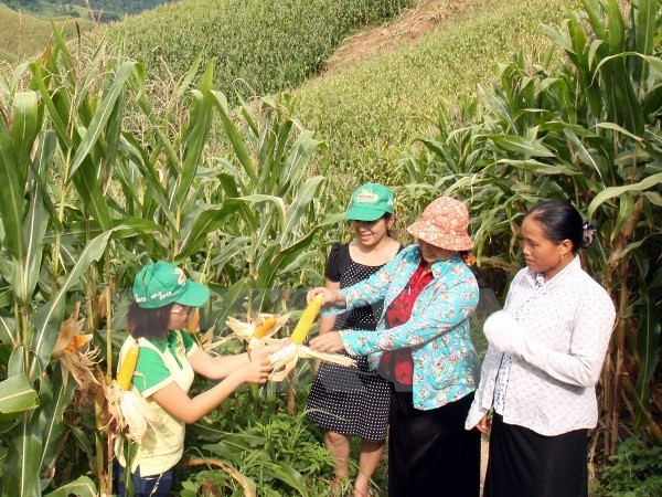 Ảnh minh họa. (Ảnh: Đình Huệ/TTXVN) 153 triệu USD giúp Việt Nam xóa đói giảm nghèo vùng nông thôn ảnh 1
