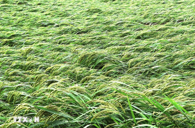 Nhiều diện tích lúa ở Thái Nguyên bị mưa lũ làm hư hỏng. (Ảnh: Minh Tâm/TTXVN) lua.jpg.png