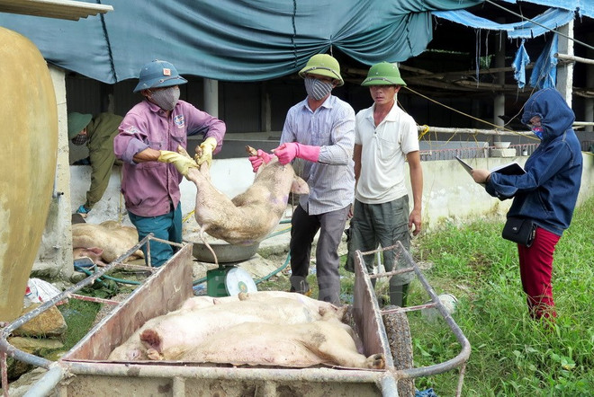 Hình chỉ mang tính minh họa. (Nguồn: Vietnam+) "Lợn bệnh hóa lợn rừng, ủy ban xã cách vài chục mét vẫn đổ quanh" ảnh 2