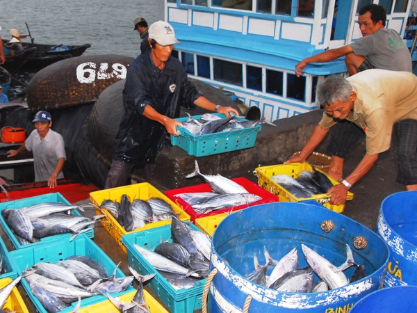 Sản lượng thủy sản sáu tháng đầu năm ước đạt gần 3 triệu tấn ảnh 1