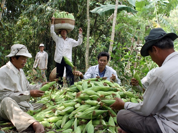Phát triển ngô theo hướng đem lại thu nhập cao hơn cho nông dân ảnh 1