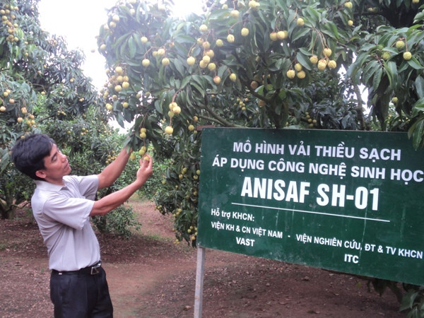 Mùa vải thiều Bắc Giang: Nỗi lo cận kề khi ngày thu hoạch đến gần ảnh 2