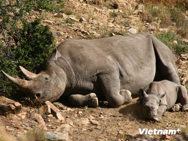 [Video] Người Việt Nam đang dần “quay lưng” với sừng tê giác ảnh 1