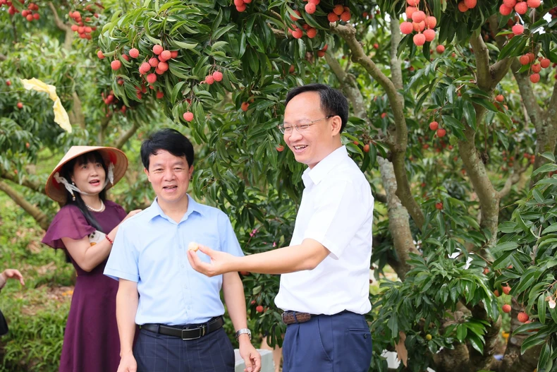 Ông Phạm Văn Thịnh – Phó Chủ tịch Uỷ ban Nhân dân tỉnh Bắc Giang giới thiệu trái vải tới những người xem trực tiếp trên toàn quốc. (Ảnh: TikTok Shop)