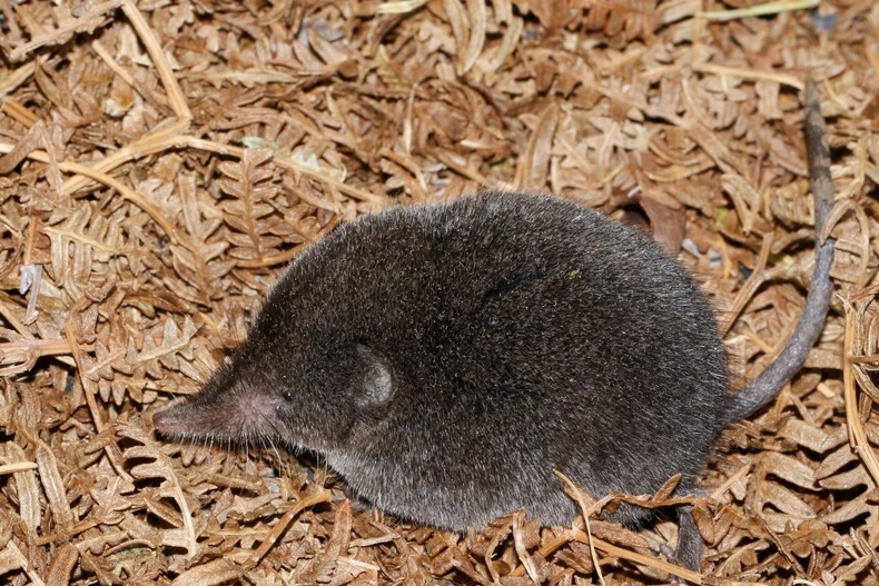 Chuột chù rừng đuôi dài Boosmansbos.