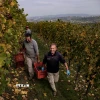 Người dân thu hoạch nho để sản xuất rượu vang tại Barolo, Italy. (Ảnh: AFP/TTXVN)