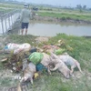 Xác lợn chết, nghi bị dịch bệnh bị vứt xuống lòng kênh Chính, kênh Bắc, kênh Nam-Bái Thượng, gây ô nhiễm môi trường, ô nhiễm nguồn nước sinh hoạt của người dân. (Ảnh: TTXVN phát)