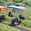 Nông dân thu hoạch dâu trên cánh đồng ở Miryang, tỉnh Bắc Gyeongsang, Hàn Quốc dưới trời nắng nóng, ngày 27/7/2026. (Ảnh: Yonhap/TTXVN phát)