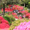 Hơn 3.000 cây hoa Đỗ quyên nở rộ mang lại khung cảnh rực rỡ đầy màu sắc. (Ảnh: Xuân Giao/TTXVN)