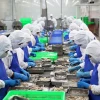 Dây chuyền sơ chế tôm xuất khẩu ở huyện Bình Chánh, Thành phố Hồ Chí Minh. (Ảnh: Hồng Đạt/TTXVN)