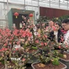 Người dân Bắc Kinh đang chọn cho mình một loại hoa phù hợp để trang trí dịp Tết. (Ảnh: Công Tuyên/TTXVN)