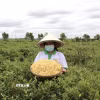 Thu hoạch bông kim ngân hoa. (Ảnh minh họa. Thanh Sang/TTXVN)