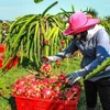 Thanh long được thu mua tại vườn với giá dao động từ 18.000- 24.000 đồng/kg đối với ruột trắng và 30.000- 33.000 đồng/kg với ruột đỏ. (Ảnh: Hồng Hiếu/TTXVN)