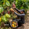Nông dân thu hoạch quả ca cao tại Yogyakarta, Indonesia. (Ảnh: THX/TTXVN)