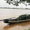 Người dân xã Triệu Bình, tỉnh Quảng Trị neo đậu ghe thuyền khi nước lũ trên sông Thạch Hãn dâng cao. (Ảnh: Tường Vi/TTXVN)