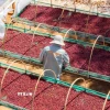 Sơ chế càphê tại Gia Lai. (Ảnh: Hoài Nam/TTXVN)
