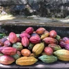 Tại vùng Tây Nguyên hiện có 7 giống cacao chính đang được canh tác. (Ảnh: Kha Phạm/TTXVN)