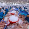 Dây chuyền chế biến thủy sản xuất khẩu. (Ảnh: Vũ Sinh/TTXVN)