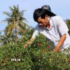 Ông Nguyễn Văn A, xã Hưng Mỹ, chăm sóc ruộng ớt chuẩn bị thu hoạch. (Ảnh: Thanh Hòa/TTXVN)