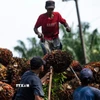 Thu hoạch trái cọ dầu ở Tây Java, Indonesia. (Ảnh: THX/TTXVN)
