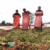 Nông dân Gia Lai phơi càphê. (Ảnh: Hồng Điệp/TTXVN)