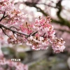 Hoa anh đào Atami là một trong những giống anh đào nở sớm nhất Nhật Bản. (Ảnh: Xuân Giao/TTXVN)
