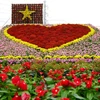 Tiểu cảnh “Trái tim” kết hợp cùng cờ đỏ, sao vàng được xếp hình từ khoảng 1.700 chậu hoa tươi các loại. (Ảnh: Nhựt An/TTXVN)