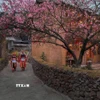 Hoa mai anh đào nở rộ tạ Lũng Cú (Tuyên Quang). (Ảnh: TTXVN phát)
