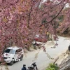 Hoa mai anh đào nở rộ khắp các nẻo đường ở Lũng Cú (Tuyên Quang), thu hút du khách. (Ảnh: TTXVN phát.)