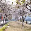 Hoa ban nở rực rỡ trong khuôn viên của khu Trung tâm hành chính công phường Đoàn Kết (Lai Châu). (Ảnh: Quý Trung/TTXVN)