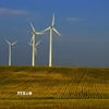 Trang trại gió ở Velva, Mỹ. (Ảnh: AFP/TTXVN)