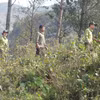 Lực lượng kiểm lâm Vườn Quốc gia Hoàng Liên tuần tra rừng trong những ngày cao điểm nắng nóng. (Ảnh: Hương Thu/TTXVN)