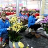 Xã Phụng Công (tỉnh Hưng Yên) hiện có trên 350 ha diện tích trồng hoa, cây cảnh với 2 hợp tác xã và 10 tổ hợp tác. (Ảnh: Thế Duyệt/TTXVN)