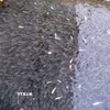 Cá bống sông Đà, đặc sản vùng hồ Hòa Bình. (Ảnh: Thanh Hải/TTXVN)