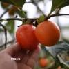 Quả hồng tươi của thôn Đất Làng. Đà Lạt. (Ảnh: Đặng Tuấn/TTXVN)
